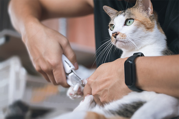 cat claw trim